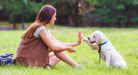 The Importance of Healthy Treats for Your Dog