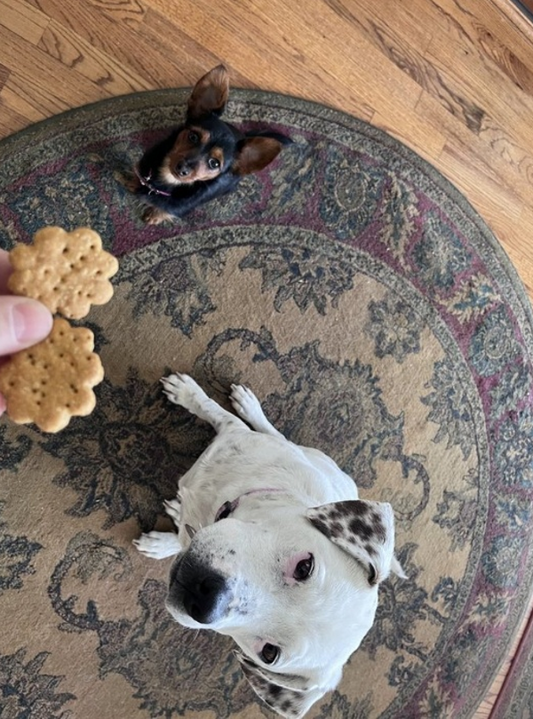 Why Healthy Treats Matter for Your Dog’s Well-being