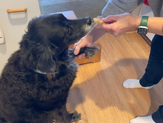 The Secret to a Healthier Dog: Nutritious Treats