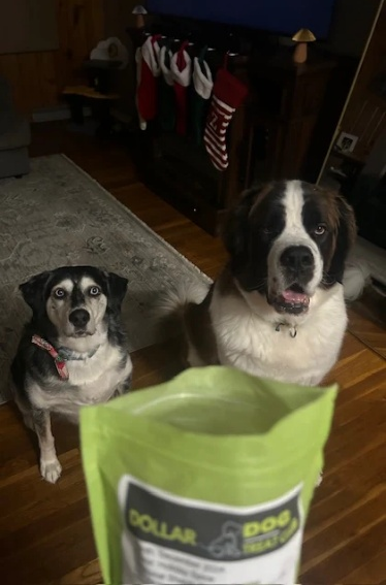The Importance of Healthy Treats for Your Dog